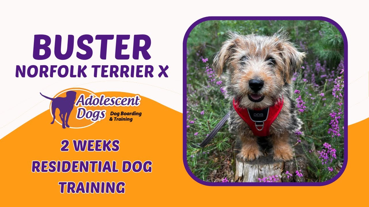 Buster the Norfolk Terrier x Lucas Terrier Puppy - 2 Weeks Residential Dog Training