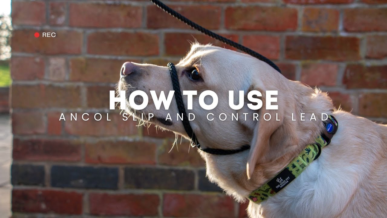 How to Use the Ancol Slip and Control Lead
