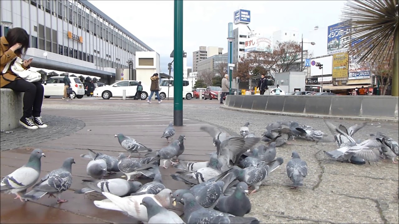 はと　（ぽっぽっぽ～）