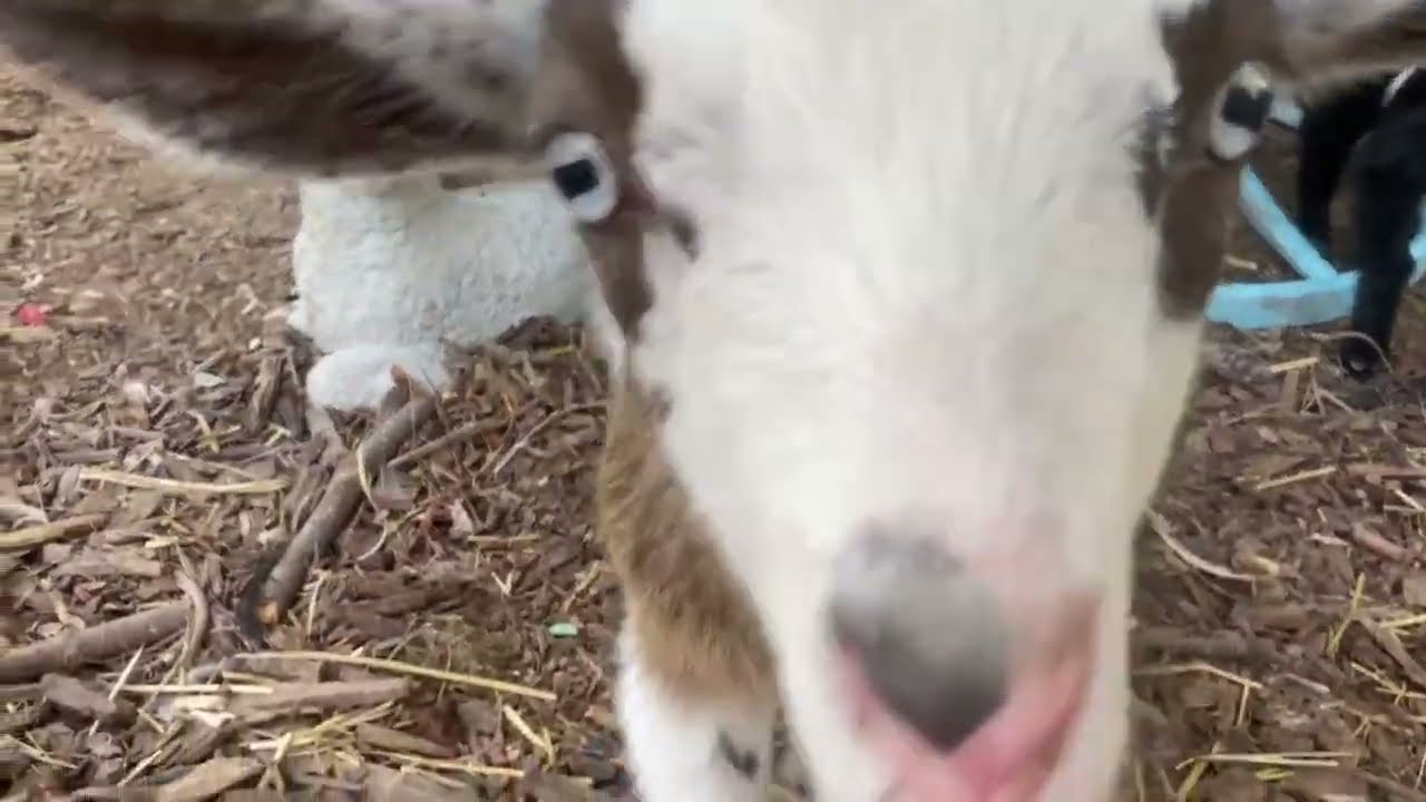 Baby goat sounds, cuddles and cuteness! #babygoats #babygoat