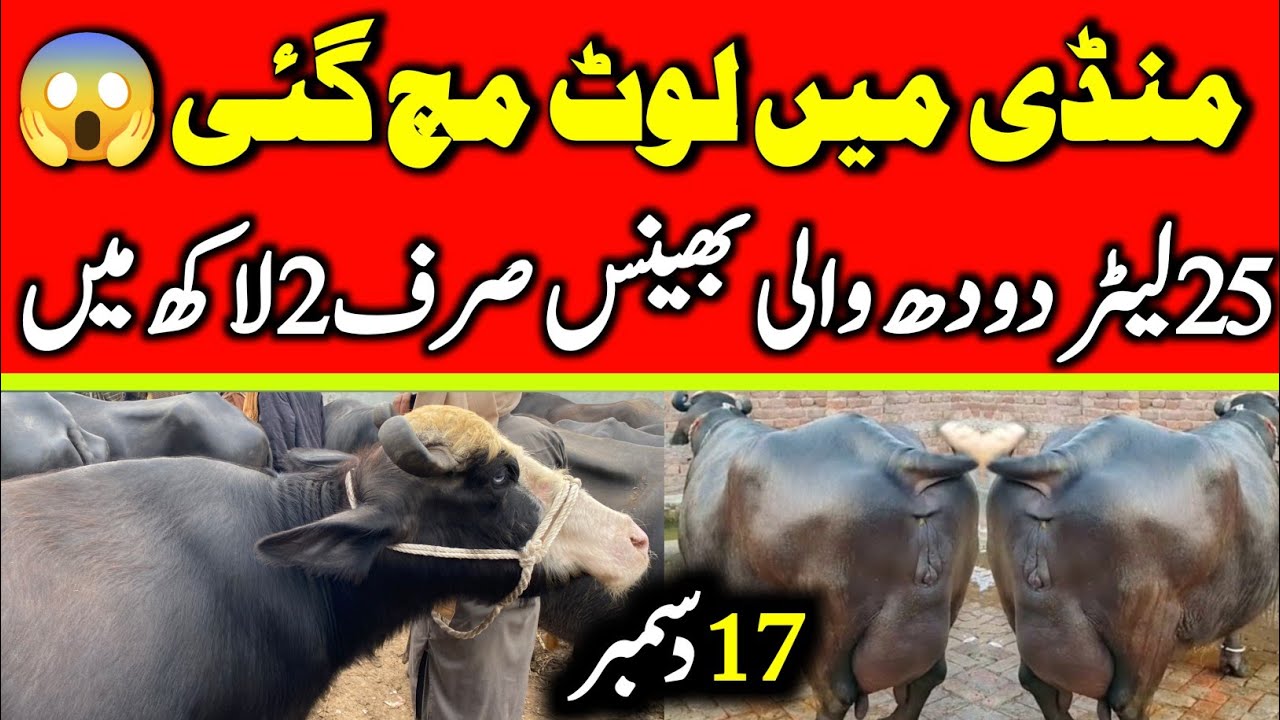 Today Malumor Mandi Jhang Update | Buffalo Fresh Rates Update 2025 | Buffalo Mandi 2025 !