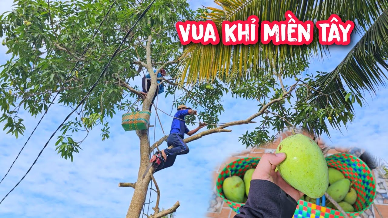 Vua Khỉ cùng đệ tử cưa hạ gốc cây Xoài nhiều quả.