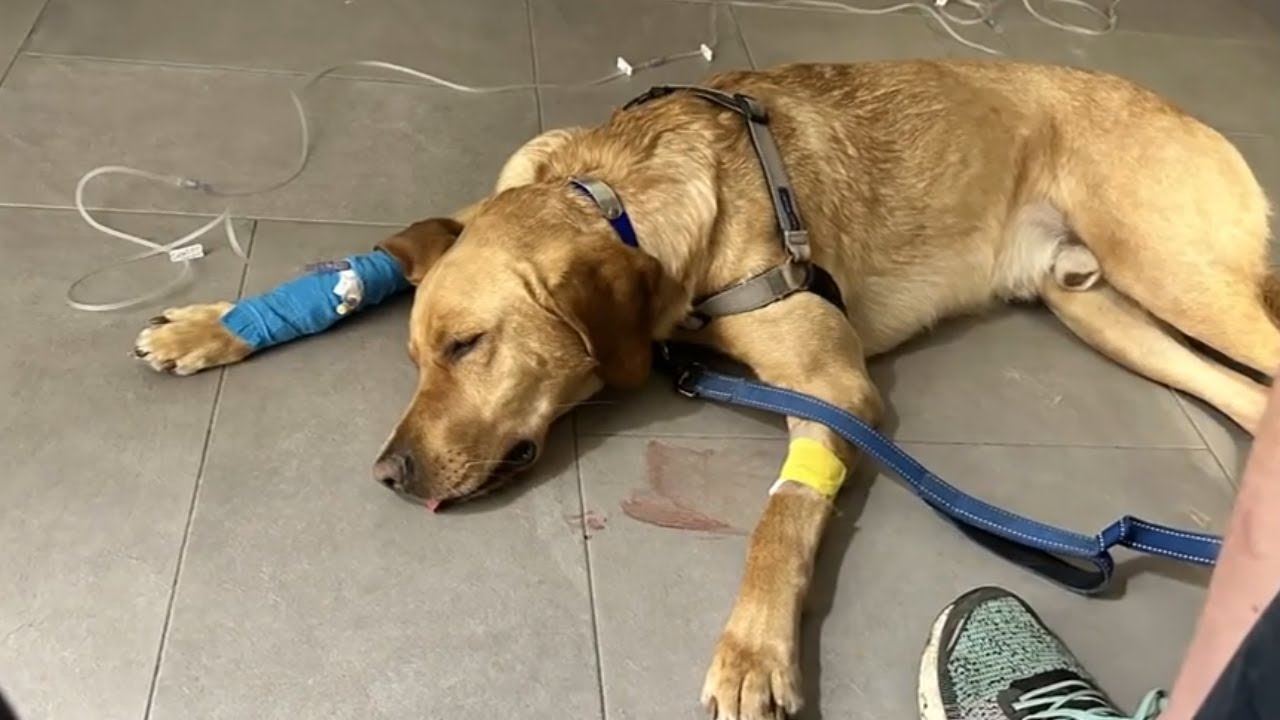 WA: Dog eats meth while on walk, becomes ill