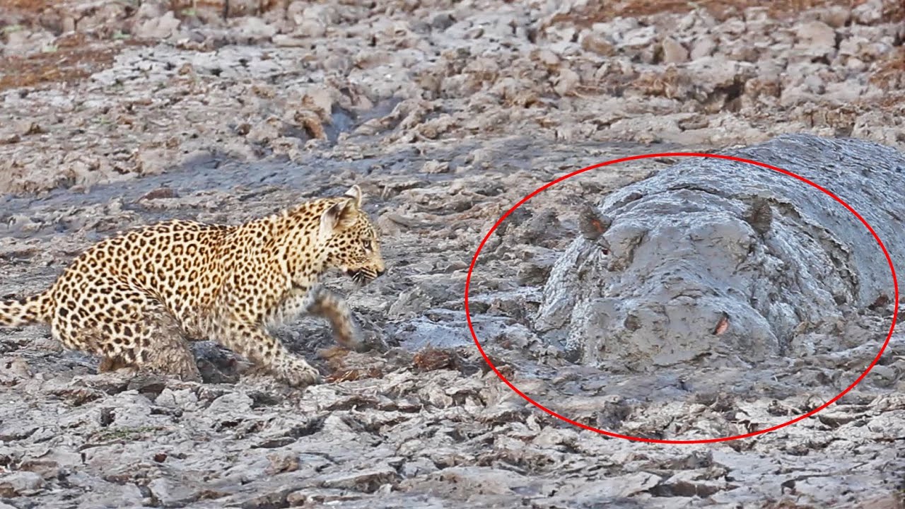Leopard Almost Hunts on top of Hippo Hiding in the Mud