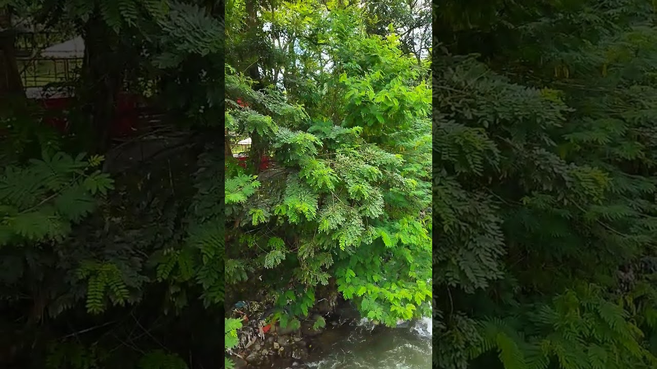 JEMBATAN KECIL DI  TWK MATAHARI - PUNCAK