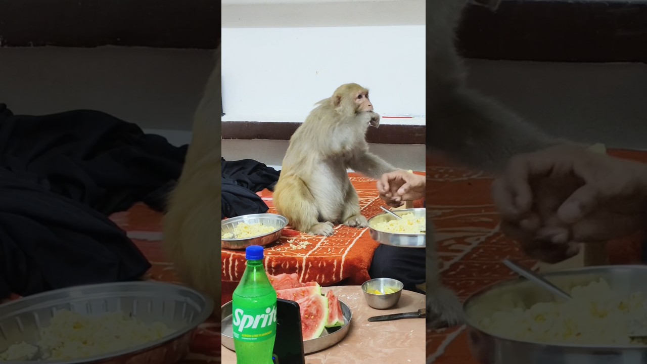 monkey rani funny gussa #ranivlogrbl #youtubeshorts #shorts