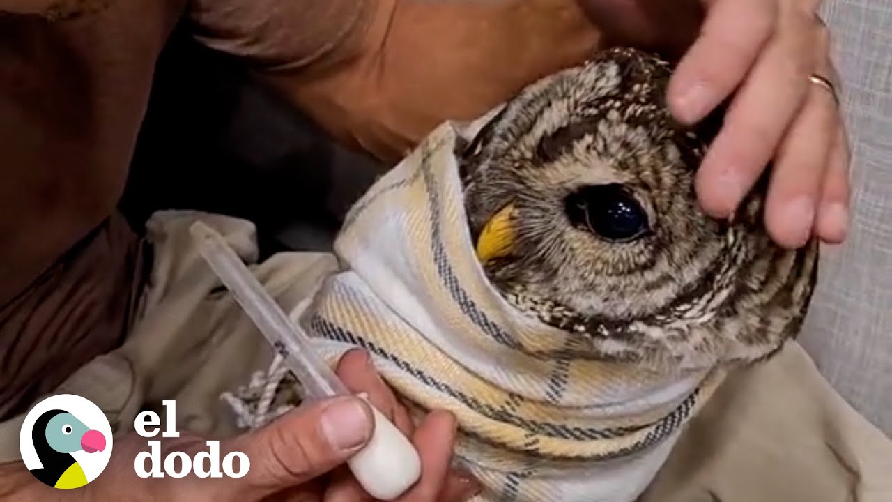 Gente trae un búho herido a su casa y él confía en ellos por completo | El Dodo