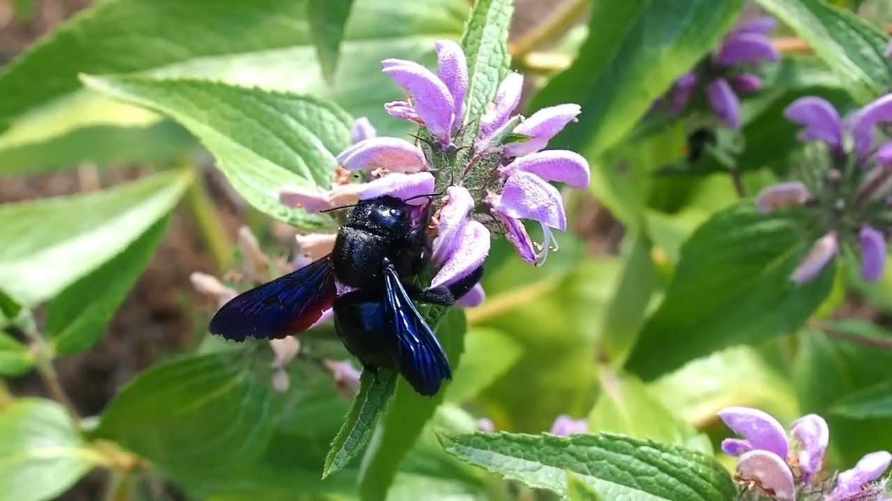 Grosse abeille bleue noire, le Xylocope violet ou Abeille charpentière