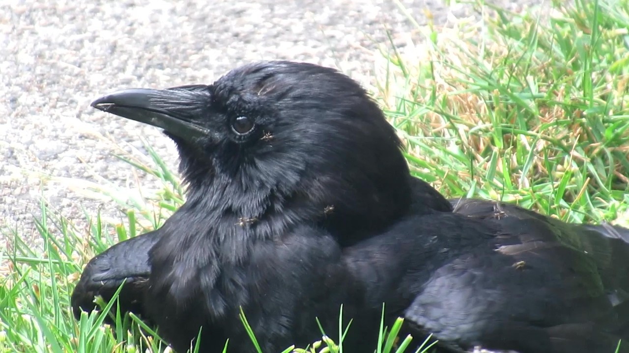 Smart Crow Baths in Ants