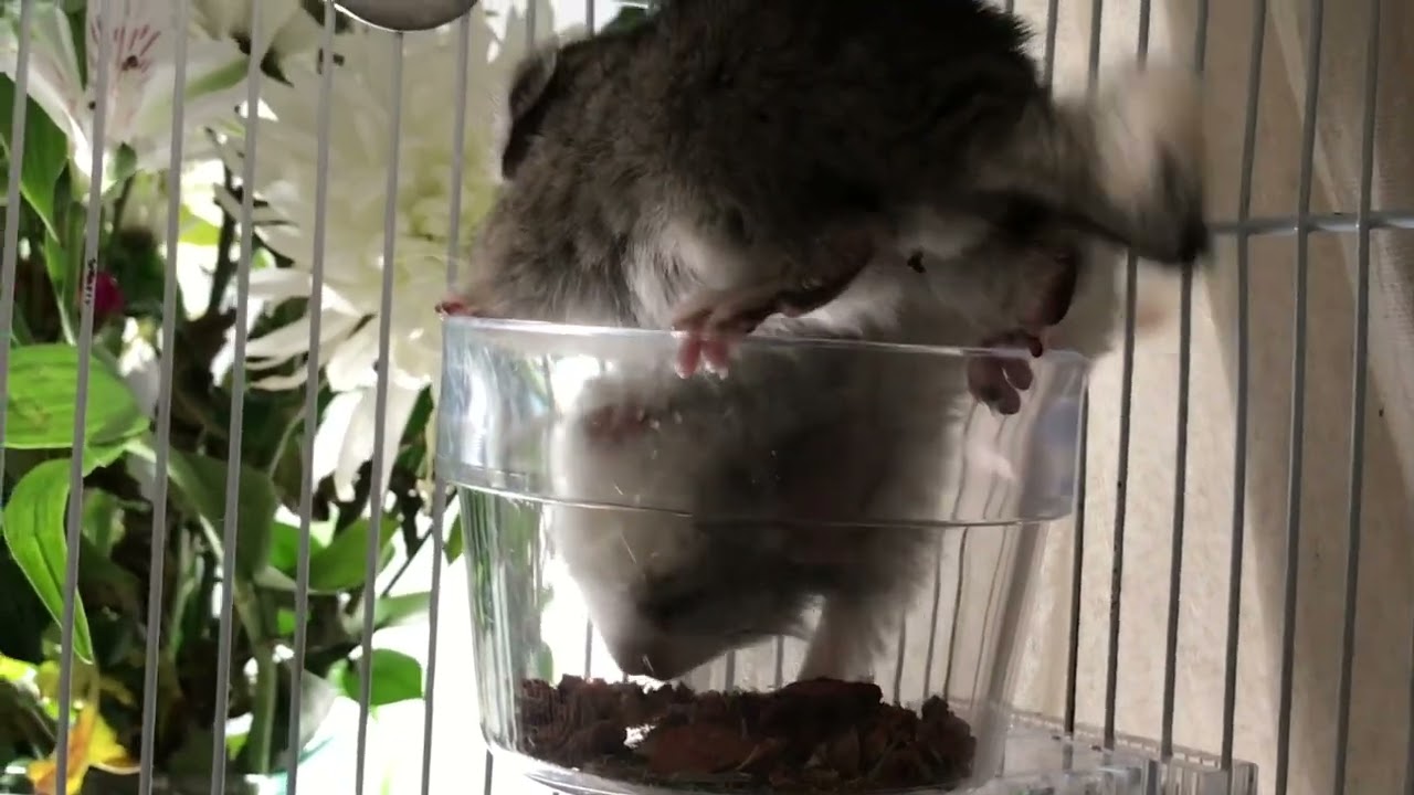 Three baby chinchillas (Moon, Star, and Cloud) spending their evening with mom (Sparkle).