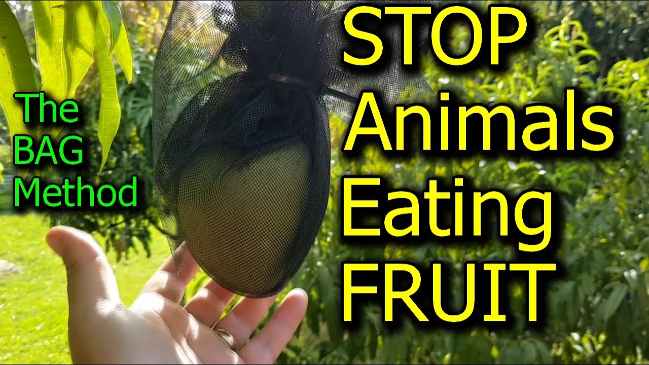 Bagging Fruit to Protect from Animals & Birds - Instead of Netting Whole Fruit Tree