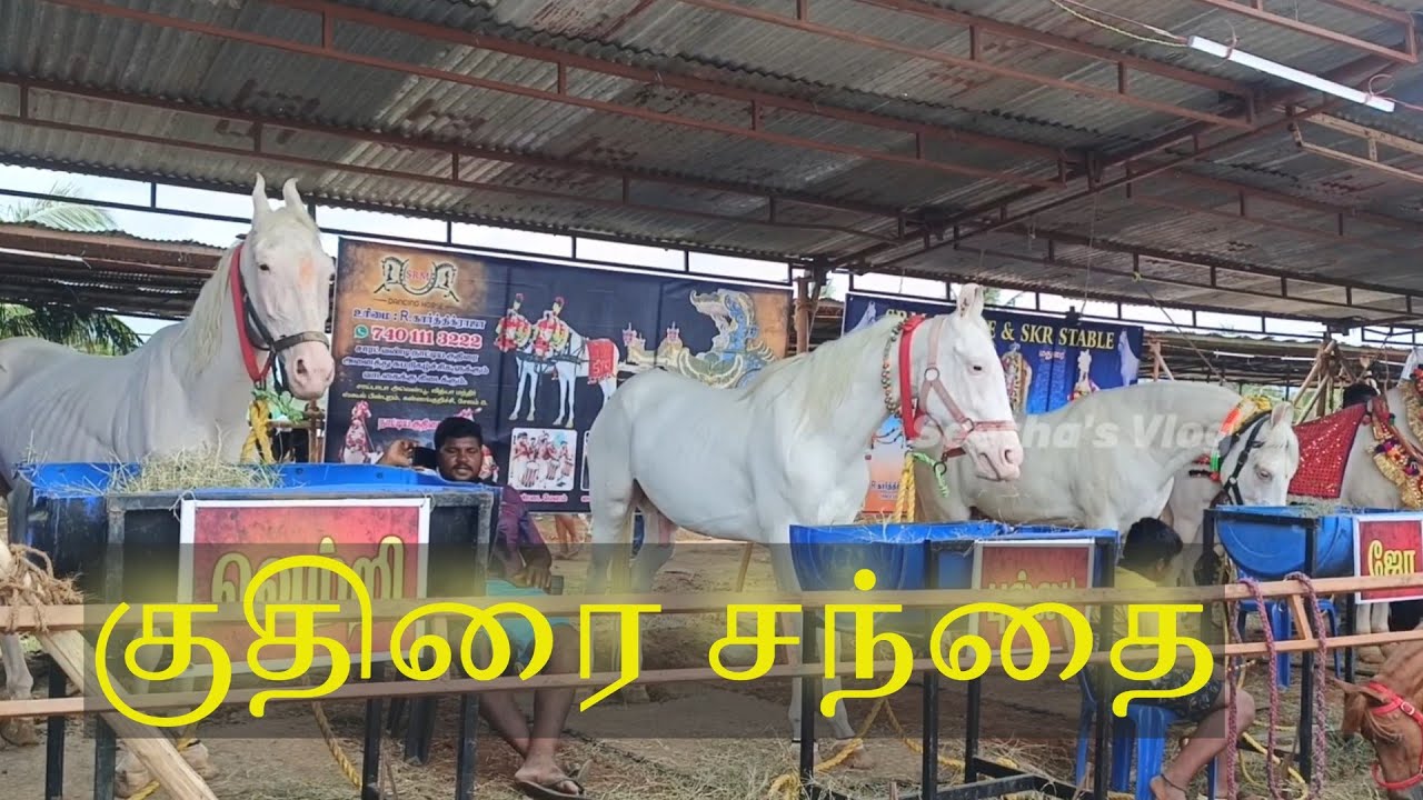 குதிரை சந்தை | அந்தியூர் || Horse market | Anthiyur 