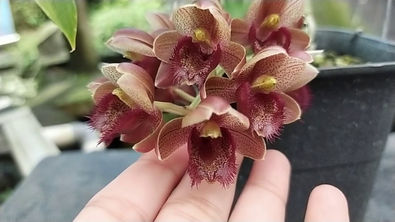 Clowesetum Grace Dunn 'Chadds Ford' x Catasetum chirraeoides