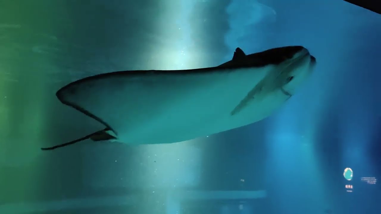 Underwater World in Osaka I Must Visit!