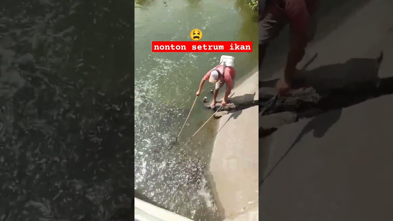 Setrum ikan turunn jaminan ikan punahh ‼️