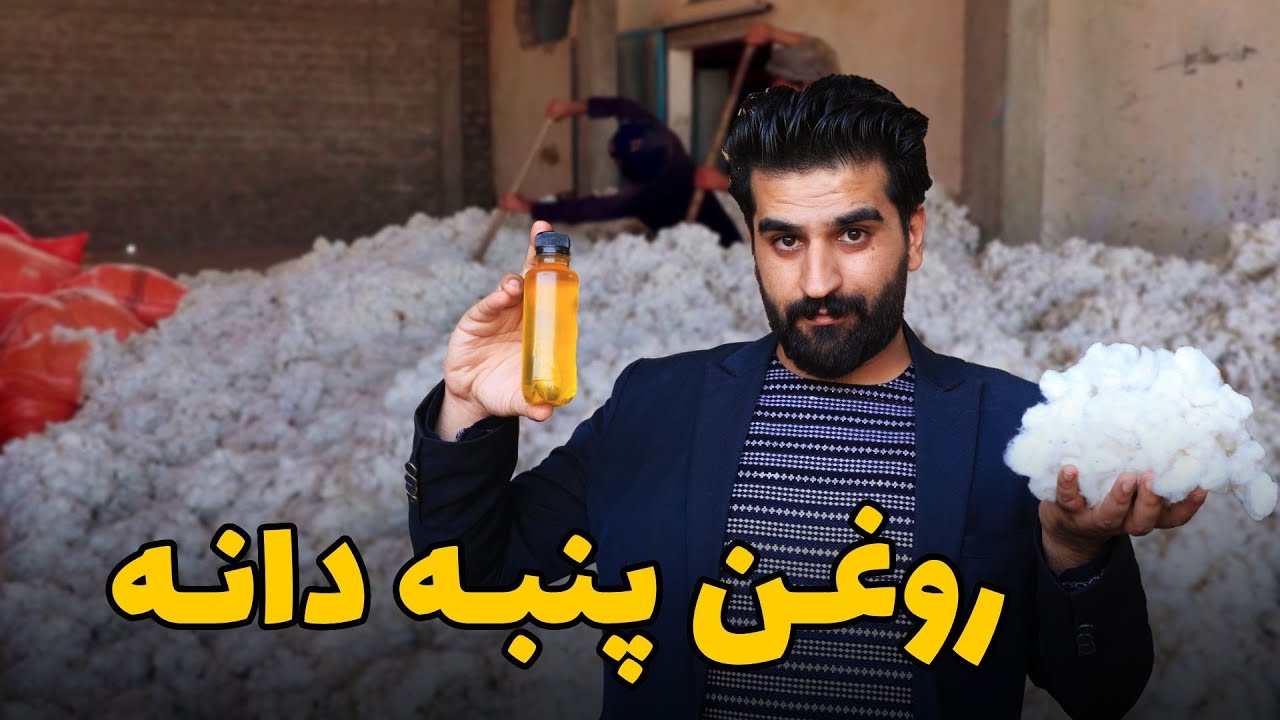 تا به حال میدانستید که از دانه های پنبه بهترین روغن خوراکی تهیه می شود؟