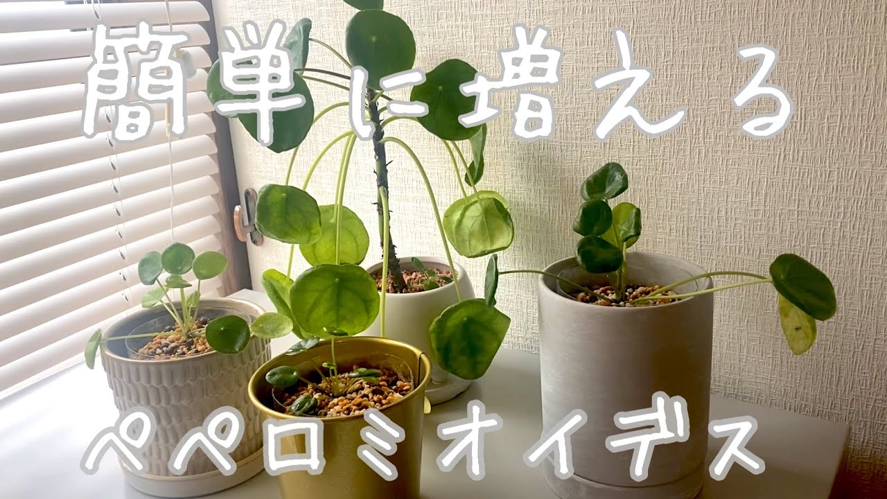 【増える】ぺぺロミオイデスの子株達をペットボトル鉢に植える！#パンケーキプランツ #観葉植物