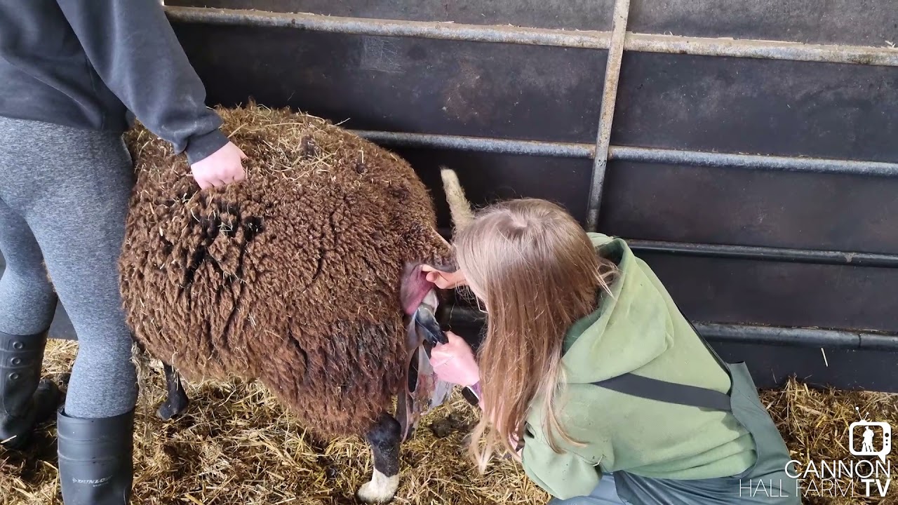 An assisted lambing - Cannon Hall Farm