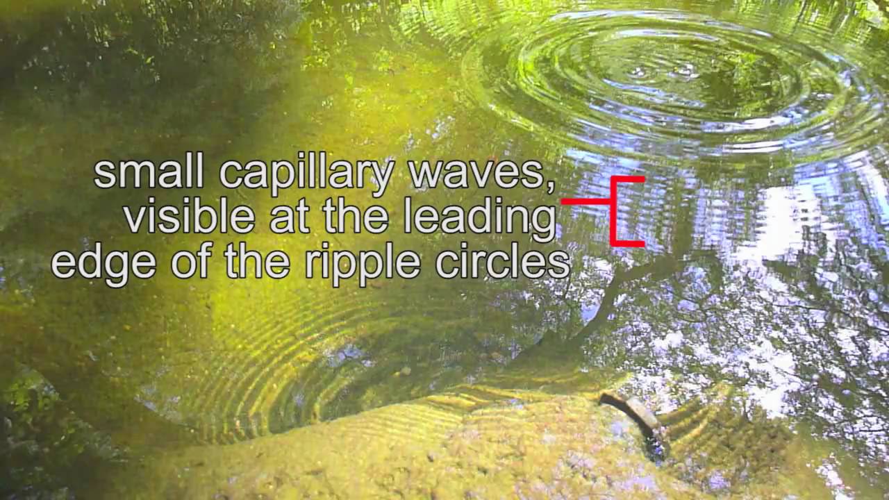 Ripples in a pond
