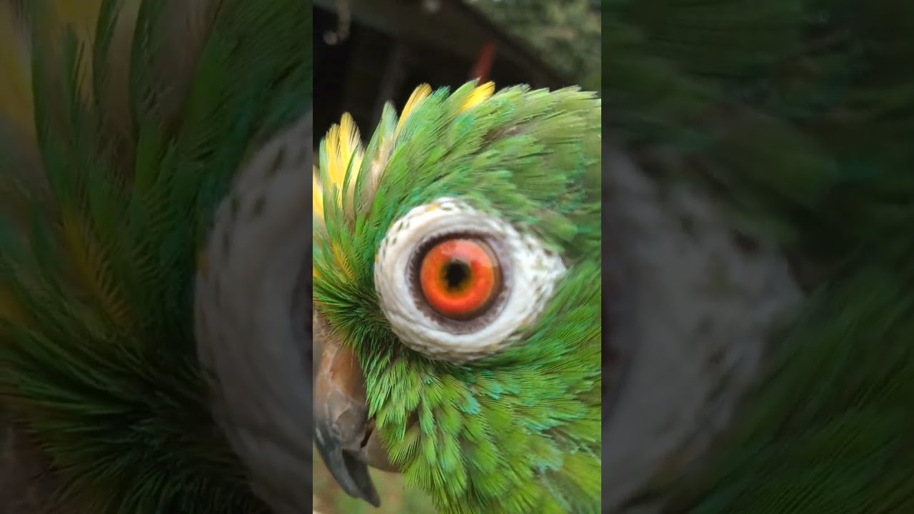 🌿🌴 Loro Coronado Amarillo (Amazona Ochrocephala) Loro Nativo de Sudamérica!!🌿🌴🦜😍🌴🌿