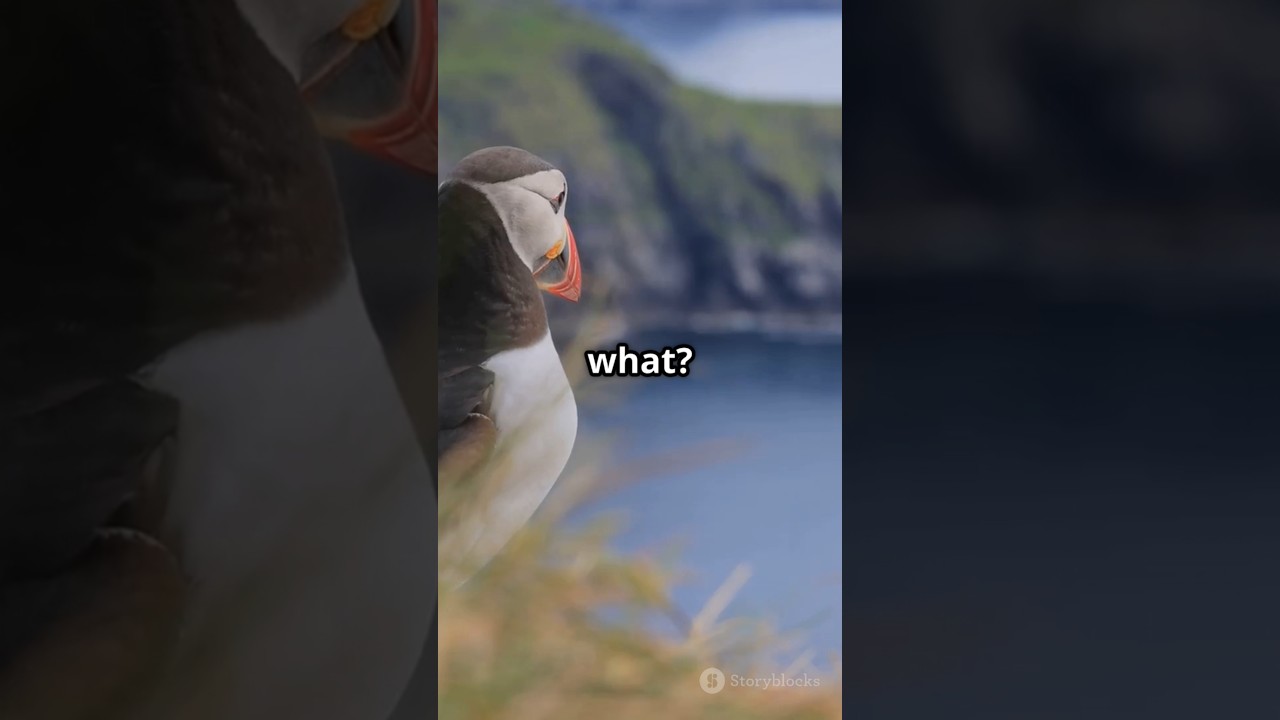 Meet Oona, the seabird survivor who&rsquo;s now making her way back home🐧 #animatedshort #fyp