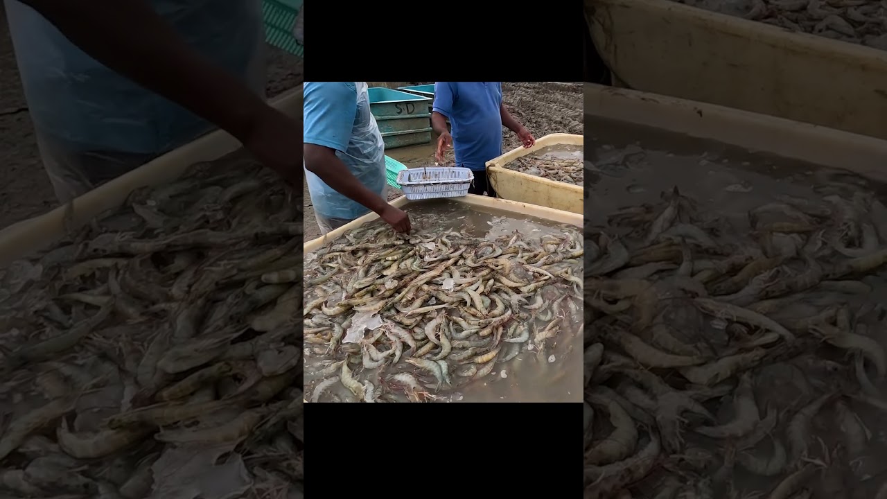 SHRIMP | SHRIMP PACKING | SHRIMP FARM #indianfisheries