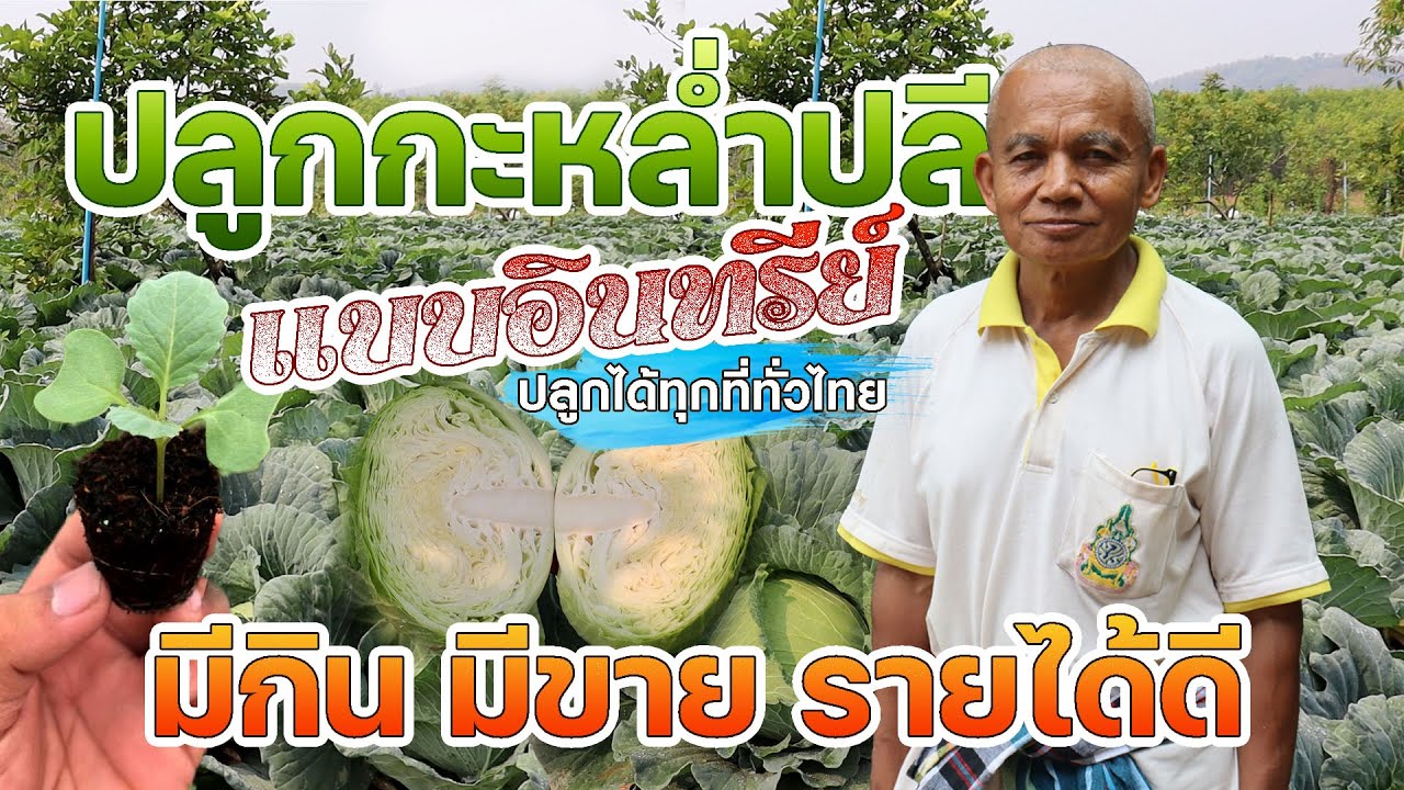 ปลูกกะหล่ำปลีแบบอินทรีย์ ปลูกได้ทุกที่ทั่วไทย #เกษตรอารมณ์ดี
