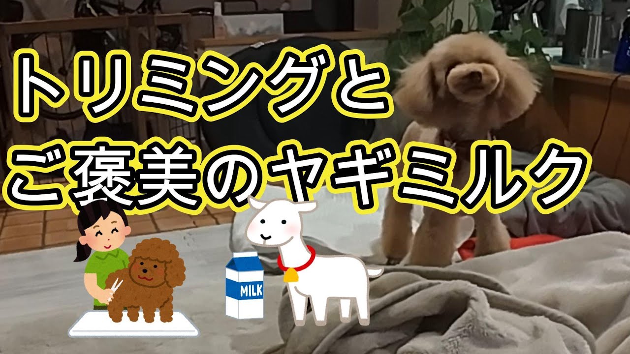 トイプードル、トリミングで可愛くなりました。ご褒美はヤギミルク。
