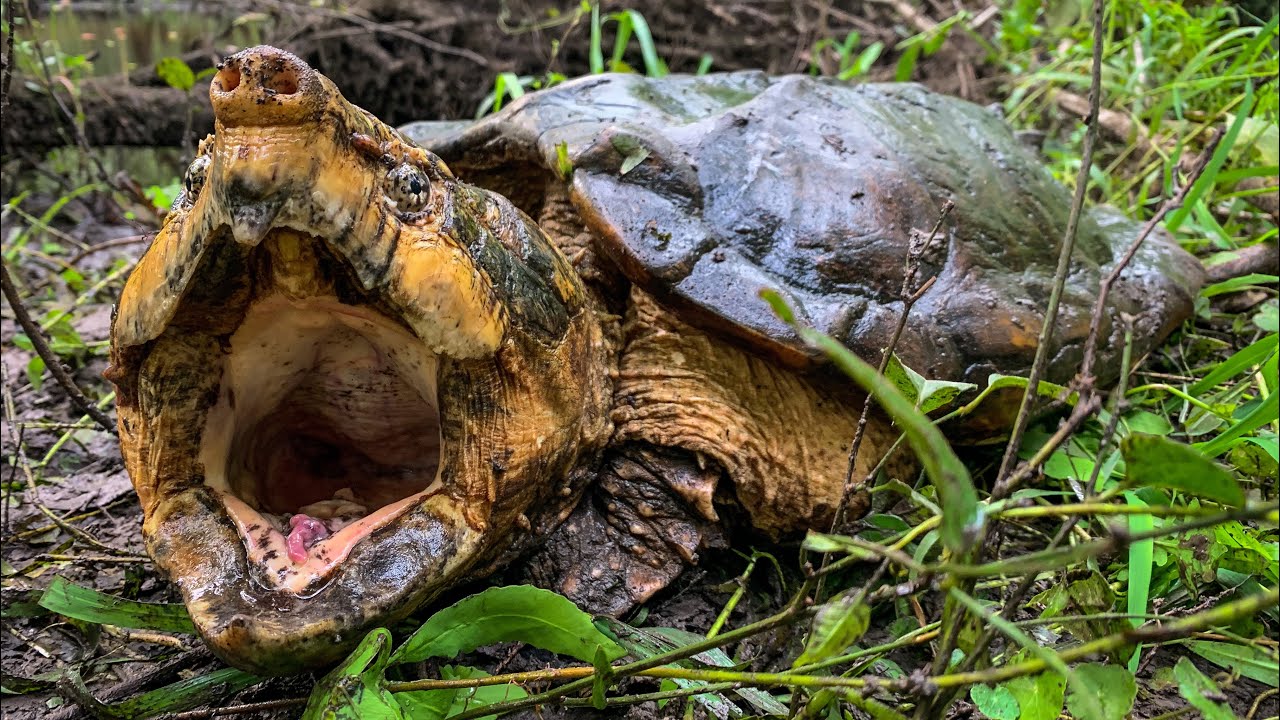 Search for the Suwannee Alligator Snapping Turtle!! Field Herping Fridays