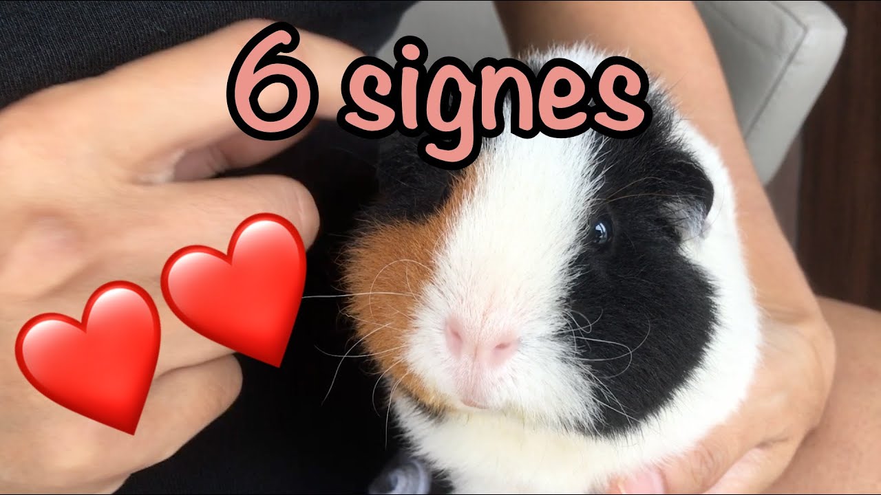 6 signes qui montrent que votre cochon d'inde vous aime