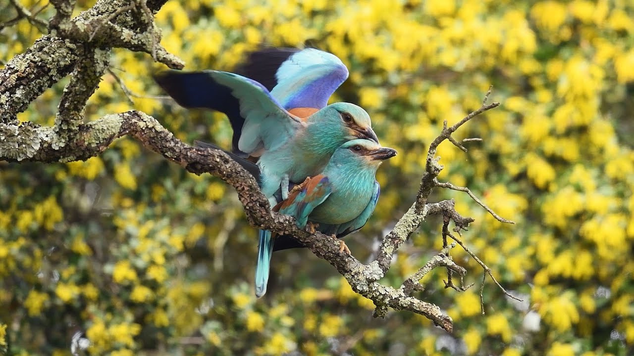 European Roller : Courtship feeding and mating