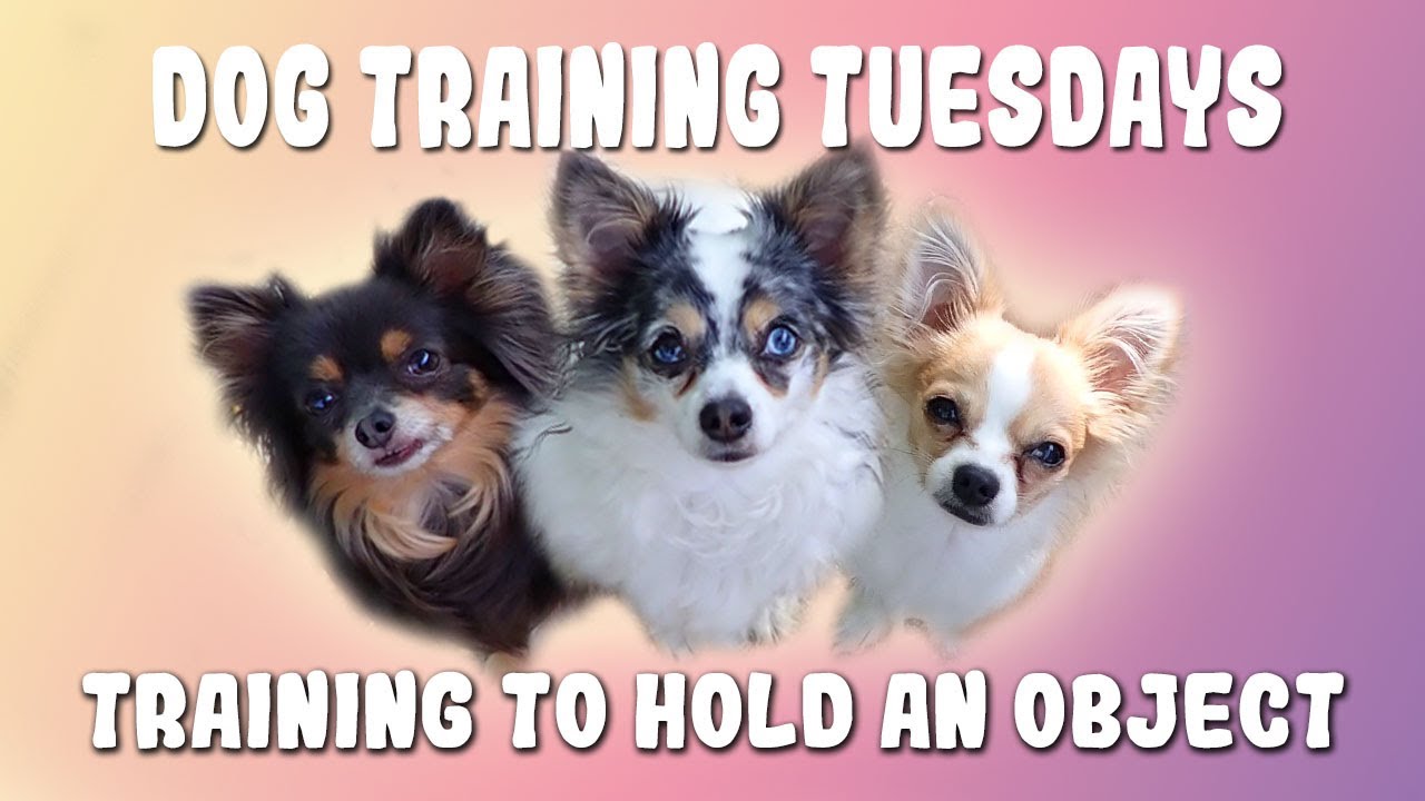 Dog Training Tuesdays 7: Teaching My Dog To Hold An Object - Not An Easy Dog Trick For Us!