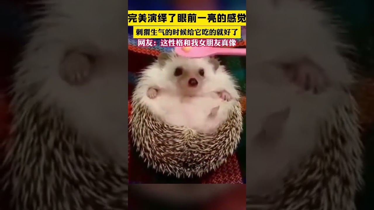 完美演繹了眼前一亮的感覺，刺蝟生氣的時候給它好吃的就行了，網友：開心的皮都展開了！