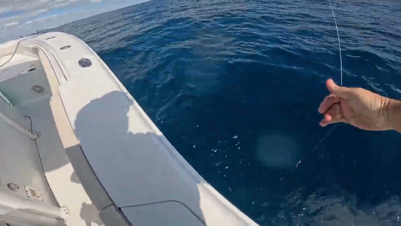 BARRACUDA 46