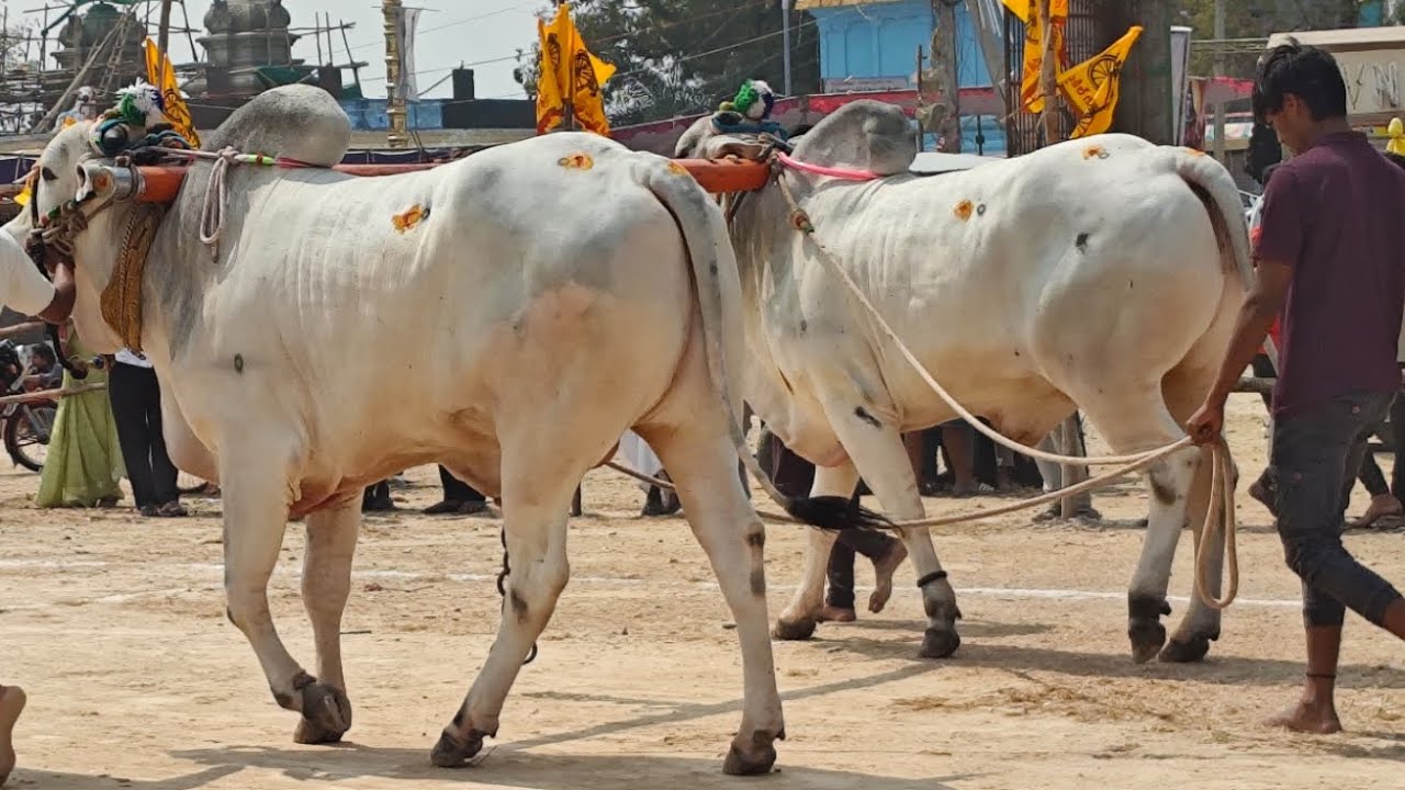 గిద్దలూరు గ్రామం ఆరు పళ్ళు విభాగం 5వ జత