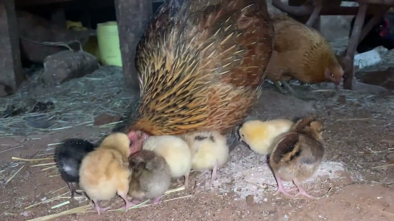 Day Old Chicks✨