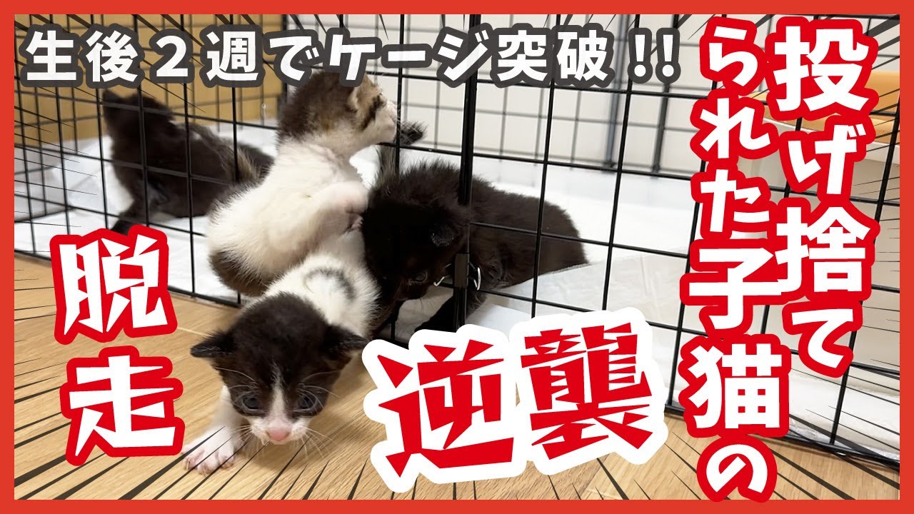 【ちび猫の脱走劇】生後2週間の子猫がケージ突破！