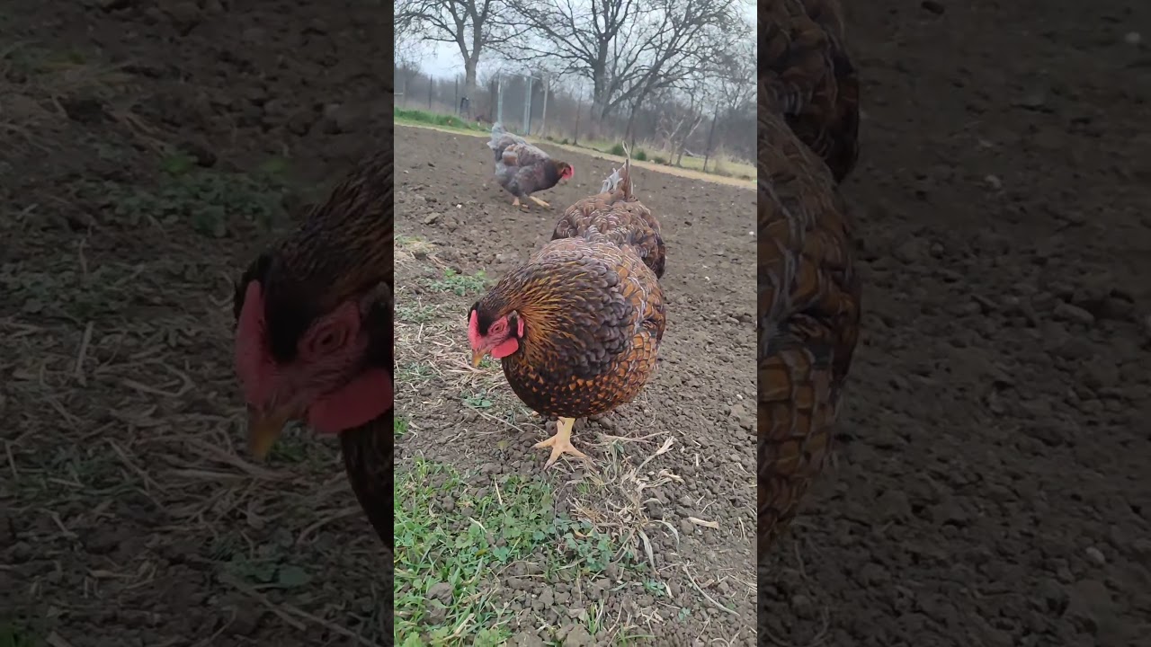 #chicken