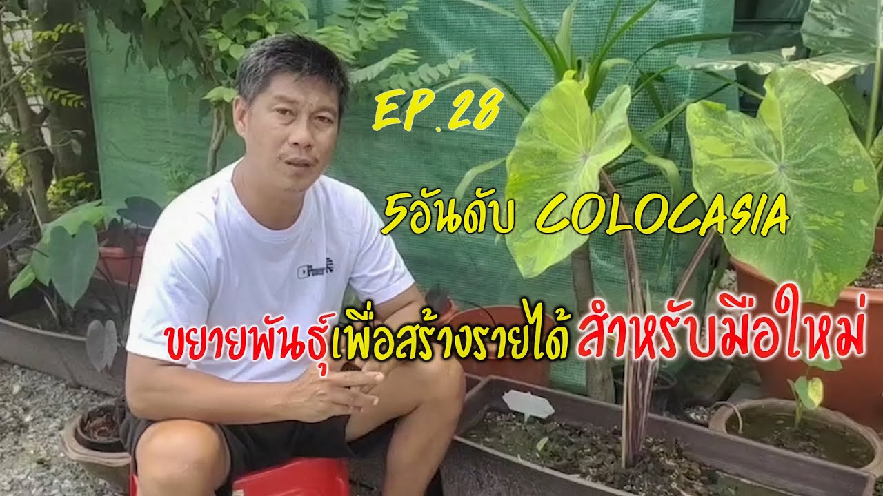 5อันดับ Colocasia เหมาะสำหรับสร้างรายได้ให้มือใหม่