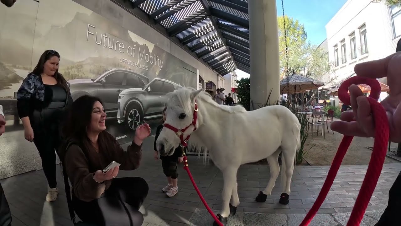 Lt. Rowdy Mini Horse Visiting Westfield Topanga Village (13)