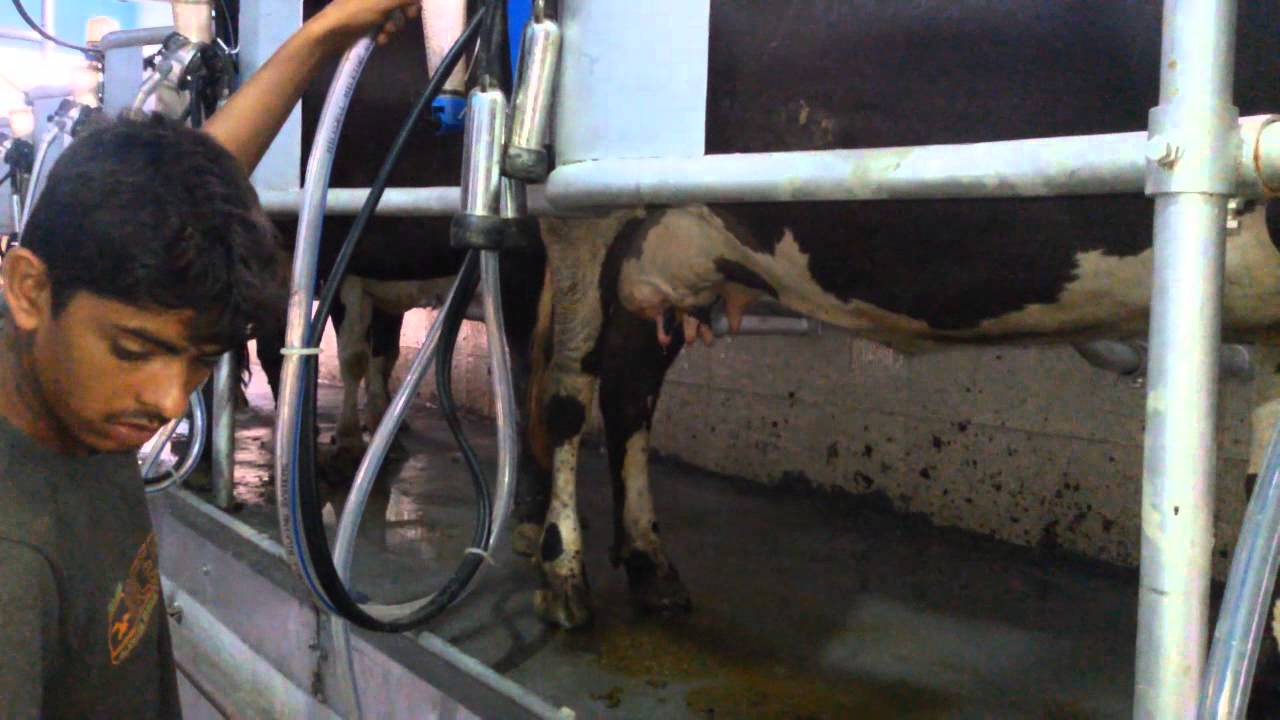 2x8 Herringbone milking parlour