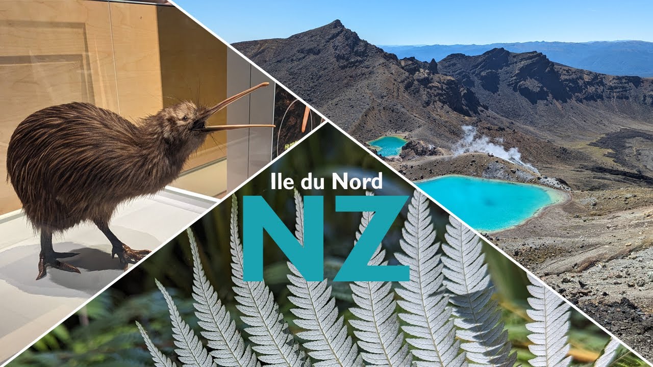 11_Nouvelle Zélande - ile du Nord - Géologie, kiwi et fougères argentées