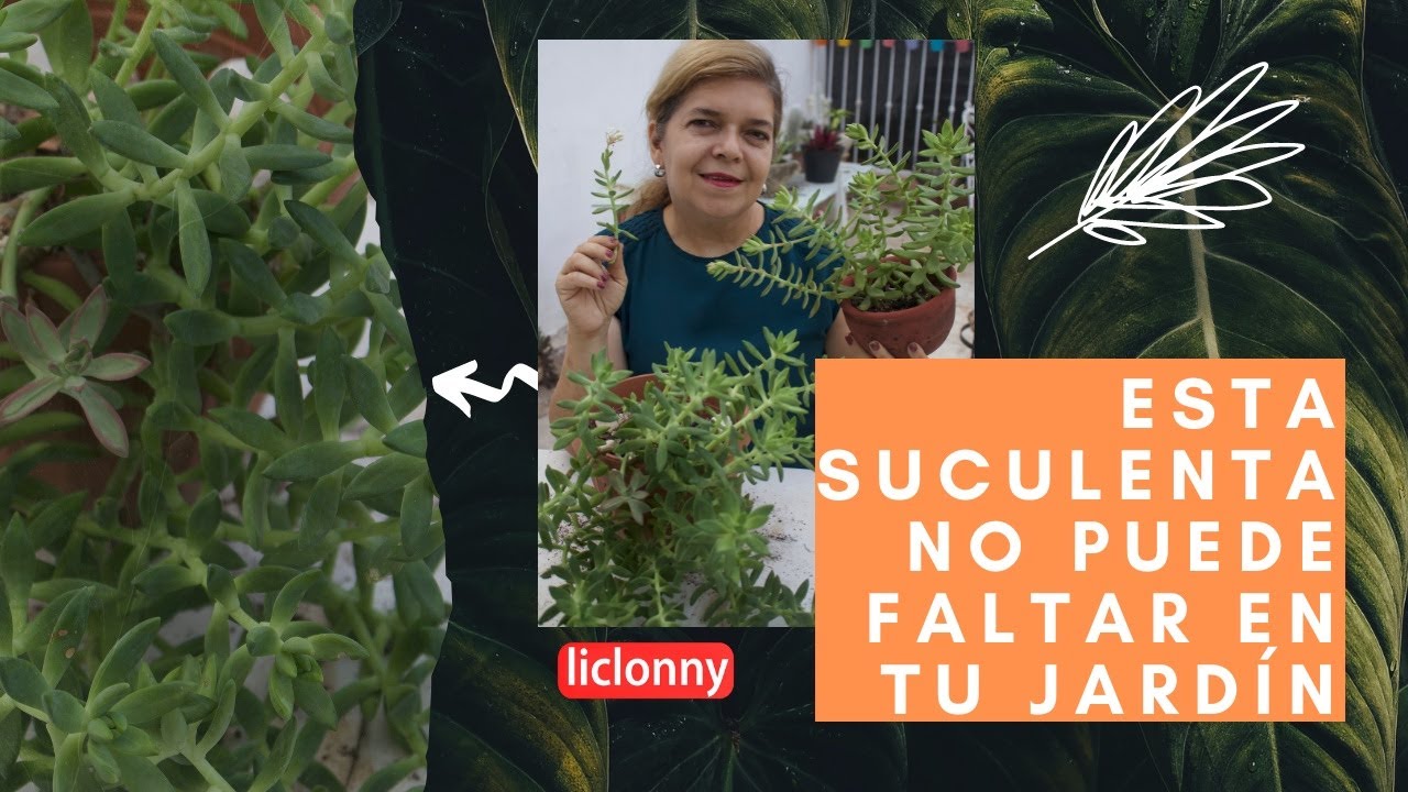 Sedum adolphii, la suculenta que no puede faltar en tu jardín. liclonny