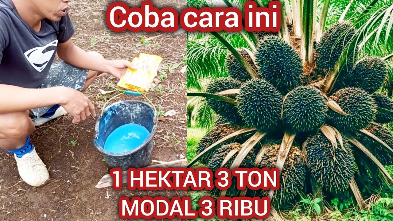 Coba cara ini agar hasil panen meningkat biaya lebih Hemat cukup modal 3 ribu saja buah lebat 