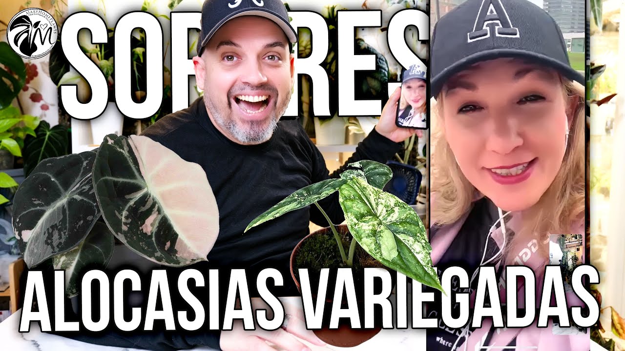 Alocasia Black Velvet Pink Variegada y Alocasia Dragon Scale Variegada | Video a Mary en Barcelona