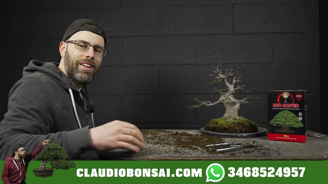 MI SONO PRESO UN NUOVO ACERO BONSAI