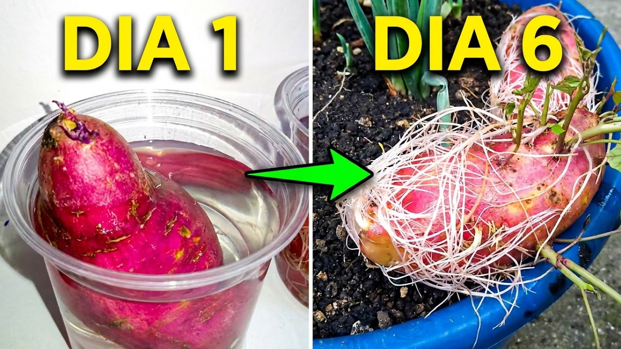 plantando batata doce em saco e vaso de planta