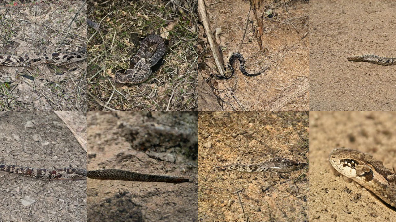 Generating Hognose Snake, Puff Adder, Sand Viper with Deep Learning