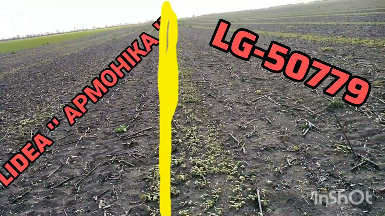 27.11.25Вплив гібридів соняшнику на втрати за комбайном.Поля після збирання соняшнику без обробітку.