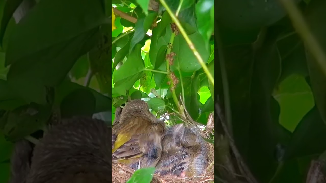 Mother take care beautiful baby bird nest||A.B REVIEW LIFE||